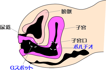 どこ ポルチオ